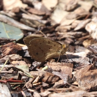 Heteronympha merope (Common Brown Butterfly) at North Mitchell Grassland  (NMG) - 21 Dec 2023 by HappyWanderer