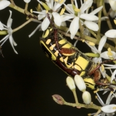 Eupoecila australasiae (Fiddler Beetle) at The Pinnacle - 28 Dec 2023 by AlisonMilton