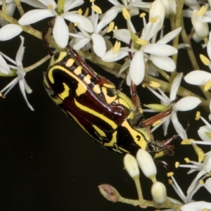 Eupoecila australasiae at The Pinnacle - 28 Dec 2023