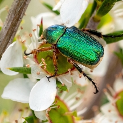Diphucephala sp. (genus) (Green Scarab Beetle) at Wingecarribee Local Government Area - 28 Dec 2023 by Aussiegall