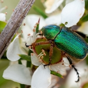 Diphucephala sp. (genus) at Wingecarribee Local Government Area - 28 Dec 2023