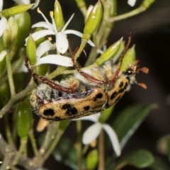 Neorrhina punctatum (Spotted flower chafer) at The Pinnacle - 28 Dec 2023 by AlisonMilton