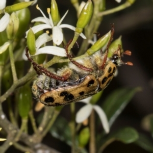 Neorrhina punctata at The Pinnacle - 28 Dec 2023