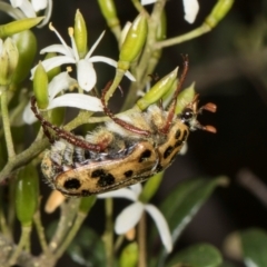 Neorrhina punctata at The Pinnacle - 28 Dec 2023