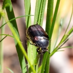 Bisallardiana gymnopleura (Brown flower chafer) at Wingecarribee Local Government Area - 28 Dec 2023 by Aussiegall