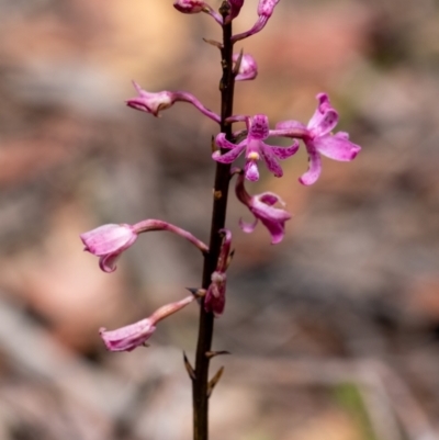 Dipodium roseum (Rosy Hyacinth Orchid) at Wingello - 28 Dec 2023 by Aussiegall