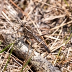Unidentified Robber fly (Asilidae) at Penrose, NSW - 28 Dec 2023 by Aussiegall