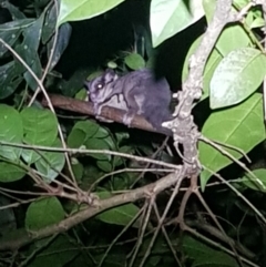 Petaurus notatus (Krefft’s Glider, Sugar Glider) at Berry, NSW - 28 Dec 2023 by danswell