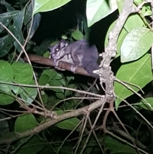 Petaurus notatus at Seven Mile Beach National Park - 28 Dec 2023 09:39 PM