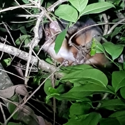 Pseudocheirus peregrinus (Common Ringtail Possum) at Berry, NSW - 28 Dec 2023 by danswell