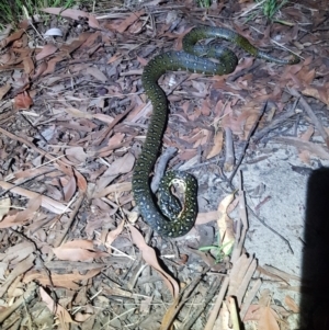 Morelia spilota spilota at Seven Mile Beach National Park - 28 Dec 2023