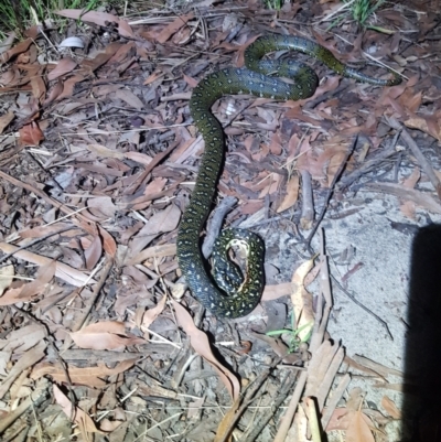 Morelia spilota spilota (Diamond Python) at Coolangatta, NSW - 28 Dec 2023 by danswell