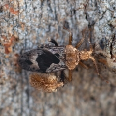 Ptilocnemus sidnicus (Feathered-leg assassin bug) at Higgins, ACT - 26 Nov 2023 by Untidy