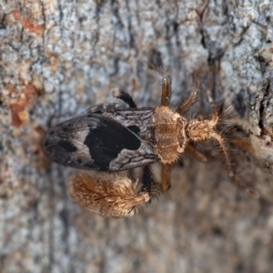 Ptilocnemus sidnicus at Higgins Woodland - 26 Nov 2023