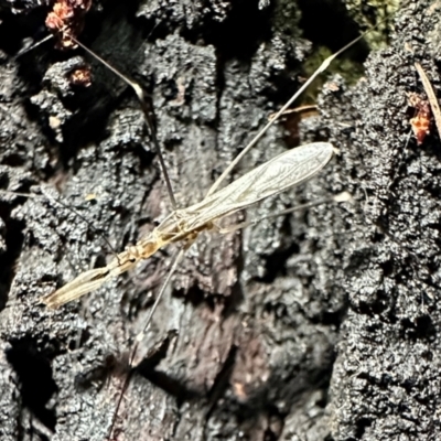 Leistarches serripes (Mantis assassin bug) at Ainslie, ACT - 27 Dec 2023 by Pirom