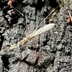 Leistarches serripes (Mantis assassin bug) at Corroboree Park - 27 Dec 2023 by Pirom