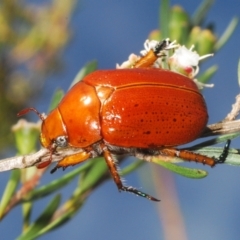 Anoplognathus porosus (Porosus Christmas beetle) at Piney Ridge - 24 Dec 2023 by Harrisi