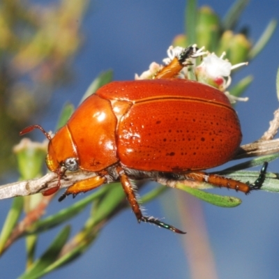 Anoplognathus porosus (Porosus Christmas beetle) at Denman Prospect, ACT - 24 Dec 2023 by Harrisi