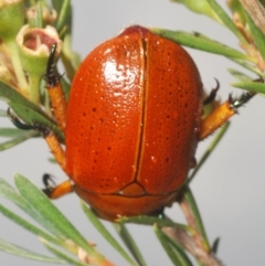 Anoplognathus porosus at Bluetts Block (402, 403, 12, 11) - 24 Dec 2023