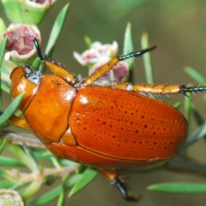 Anoplognathus porosus at Bluetts Block (402, 403, 12, 11) - 24 Dec 2023