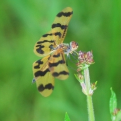 Rhyothemis graphiptera (Graphic Flutterer) at Broulee Moruya Nature Observation Area - 21 Dec 2023 by Harrisi