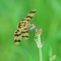 Rhyothemis graphiptera at Moruya, NSW - 21 Dec 2023