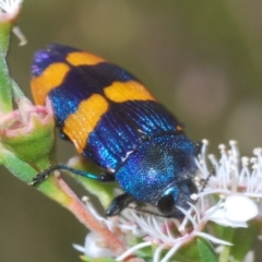 Castiarina klugii (Jewel beetle) at Black Mountain - 26 Dec 2023 by Harrisi