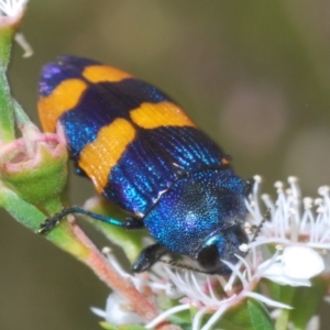 Castiarina klugii at Black Mountain - 26 Dec 2023 06:29 PM