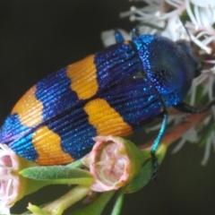 Castiarina klugii at Black Mountain - 26 Dec 2023