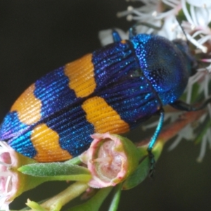 Castiarina klugii at Black Mountain - 26 Dec 2023 06:29 PM