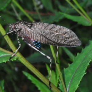 Acripeza reticulata at Bimberi Nature Reserve - 28 Dec 2023