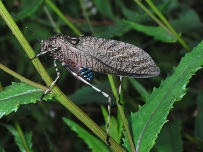 Acripeza reticulata (Mountain Katydid) at Bimberi Nature Reserve - 28 Dec 2023 by Harrisi