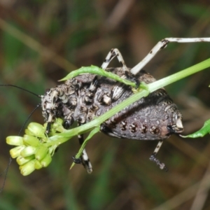 Acripeza reticulata at Bimberi Nature Reserve - 28 Dec 2023