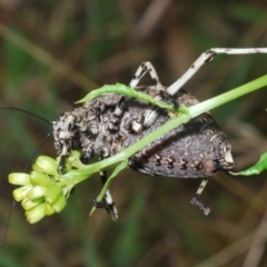 Acripeza reticulata at Bimberi Nature Reserve - 28 Dec 2023