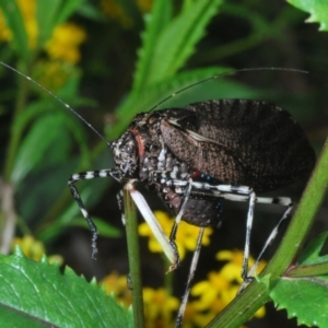 Acripeza reticulata at Bimberi Nature Reserve - 28 Dec 2023