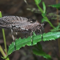 Acripeza reticulata at Bimberi Nature Reserve - 28 Dec 2023