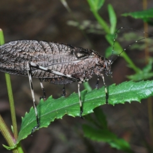 Acripeza reticulata at Bimberi Nature Reserve - 28 Dec 2023