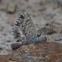 Neolucia agricola (Fringed Heath-blue) at Bruce, ACT - 26 Nov 2023 by Untidy