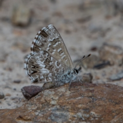 Neolucia agricola (Fringed Heath-blue) at Bruce Ridge - 26 Nov 2023 by Untidy