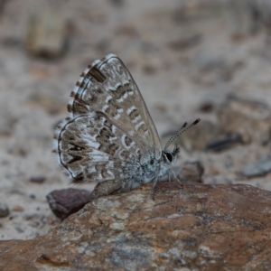 Neolucia agricola at Bruce Ridge - 26 Nov 2023 04:49 PM