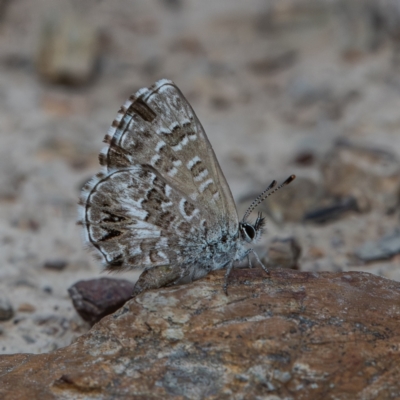 Neolucia agricola (Fringed Heath-blue) at Bruce Ridge to Gossan Hill - 26 Nov 2023 by Untidy