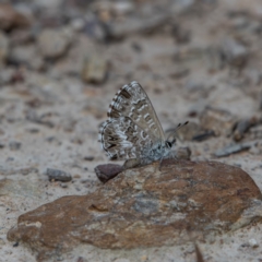 Neolucia agricola at Bruce Ridge - 26 Nov 2023 04:49 PM