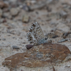 Neolucia agricola at Bruce Ridge - 26 Nov 2023