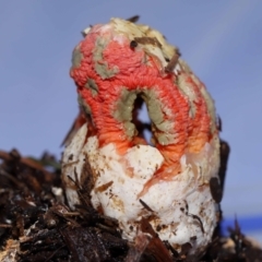 Colus hirudinosus at Ormiston, QLD - 24 Dec 2023 07:15 PM