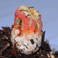Colus hirudinosus at Ormiston, QLD - 24 Dec 2023 07:15 PM