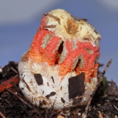 Colus hirudinosus at Ormiston, QLD - 24 Dec 2023 07:15 PM