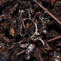 Colus hirudinosus at Ormiston, QLD - 24 Dec 2023 07:16 PM