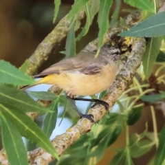 Acanthiza chrysorrhoa (Yellow-rumped Thornbill) at Wodonga - 28 Dec 2023 by KylieWaldon