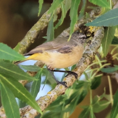 Acanthiza chrysorrhoa (Yellow-rumped Thornbill) at Wodonga - 28 Dec 2023 by KylieWaldon