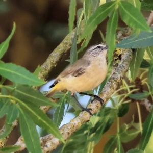 Acanthiza chrysorrhoa at Wodonga - 28 Dec 2023